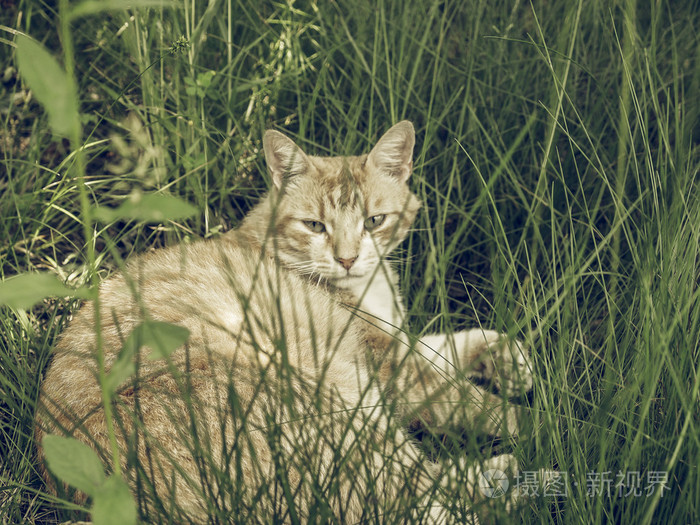 复古褪色了一只塔比猫在草地上的草地上睡着了
