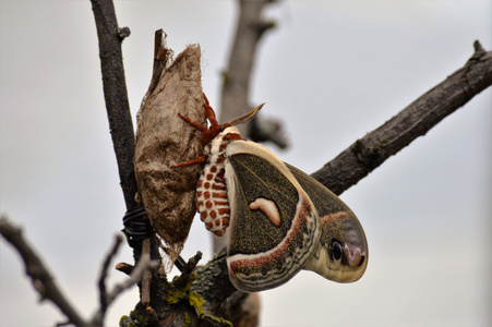 破茧而出的在花园里的一只飞蛾照片
