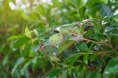 树上的蚂蚁巢穴, 红蚂蚁筑巢照片
