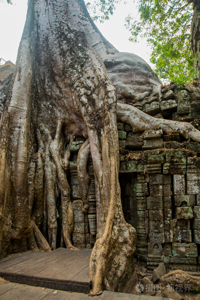 在寺院的墙壁上树。Ta Prohm.Angkor.Cambodia