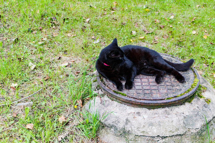 睡在下水道沙井上的黑猫