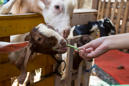 在动物园里饲养的山羊照片