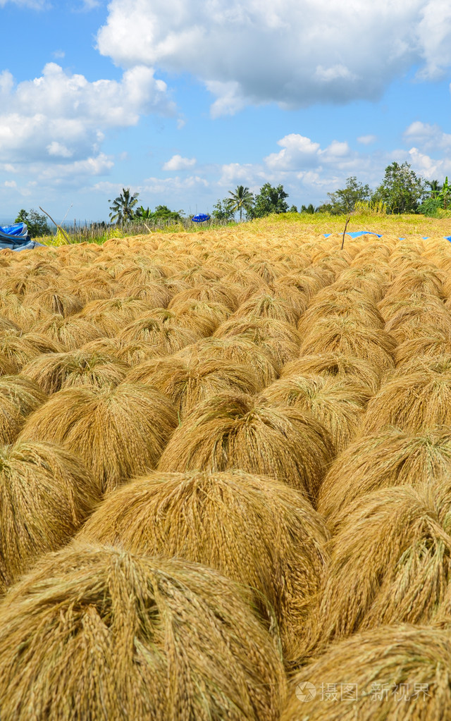 水稻收获印度尼西亚巴厘岛