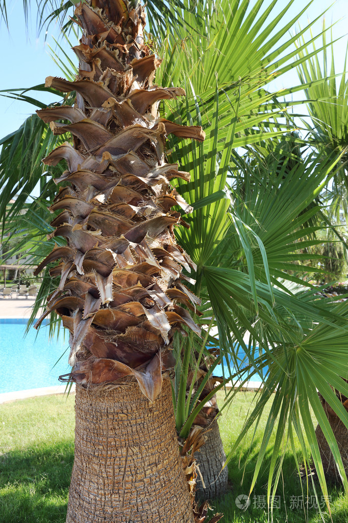 游泳池附近的棕榈树夏季休息