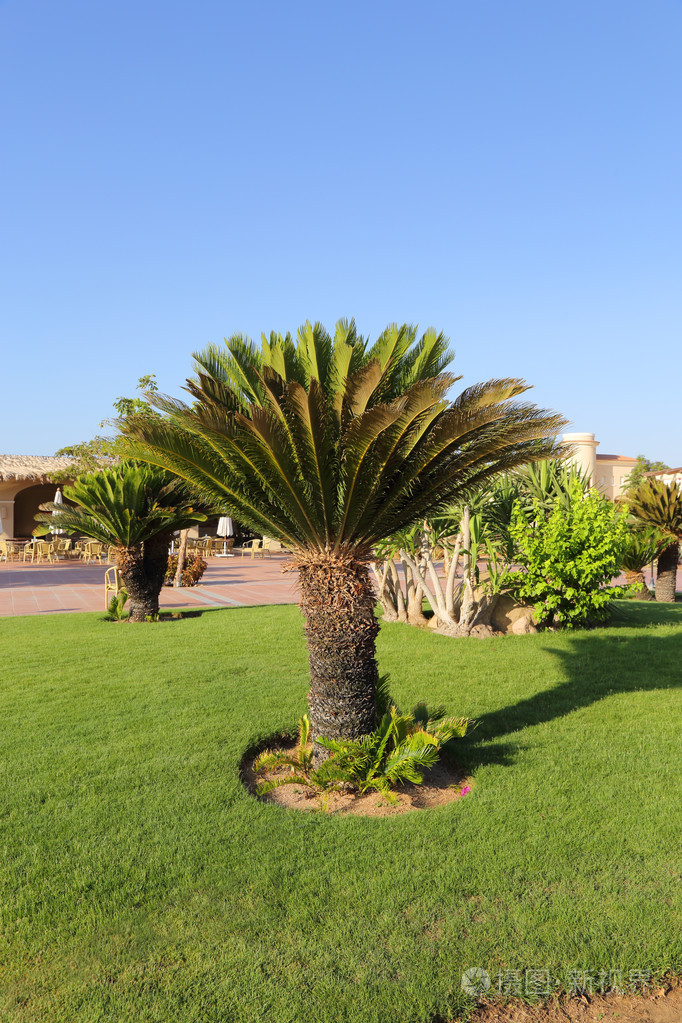 草坪上的小棕榈树夏季休息