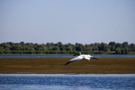 胭脂虫栎国鸟自然环境,多瑙河三角洲照片