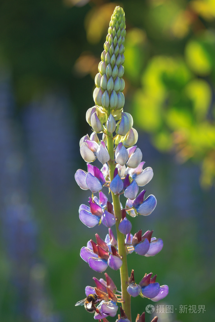 在夏天的傍晚的紫罗兰羽扇花