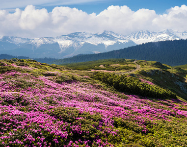 夏日风景与开花山斜坡图片