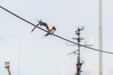 两只燕子在海港夏季电力行图片