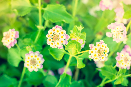 鲜花背景与阳光图片