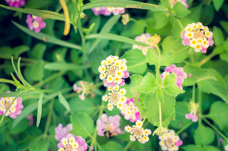 鲜花背景与阳光图片