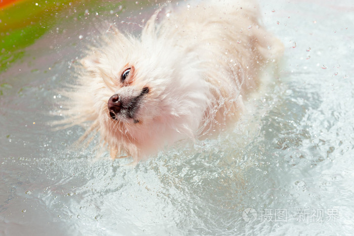 博美犬狗水抖掉