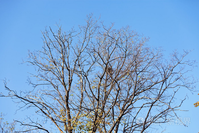 秋天在树树枝上