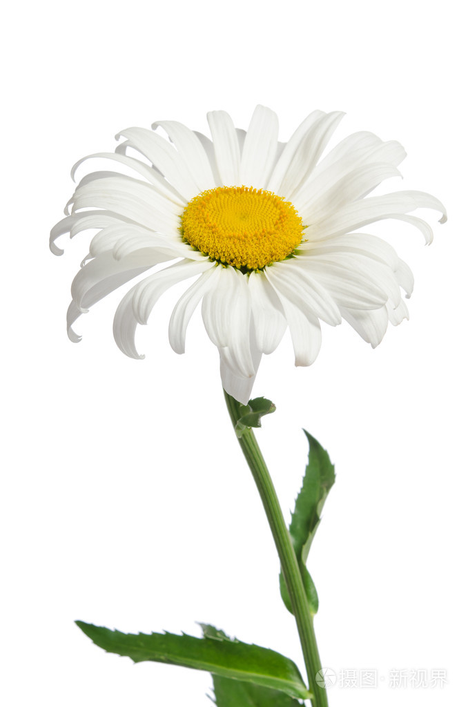 洋甘菊花白色背景上