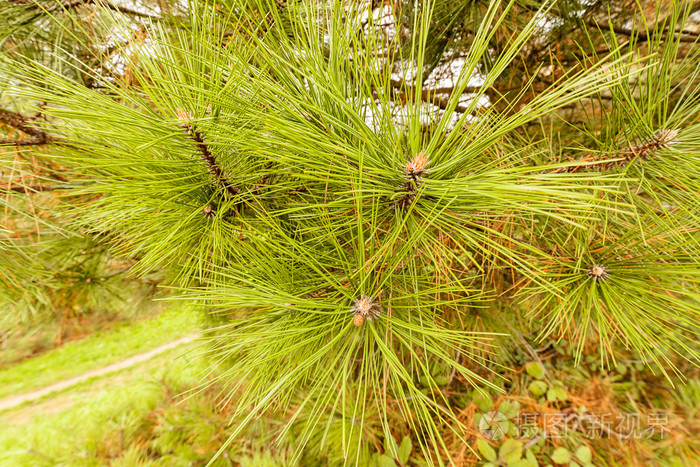 常青树的枝条
