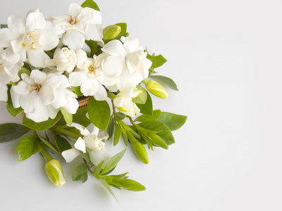 bloomiing美丽的白色栀子花鲜花花束照片
