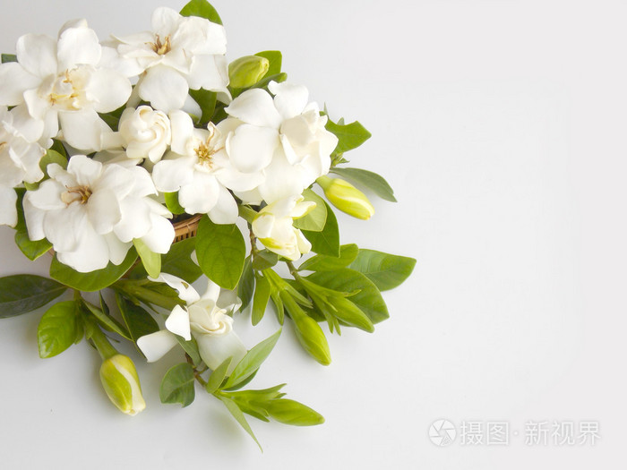 美丽的白色栀子花鲜花花束