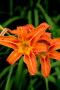 雨后的橙花图片