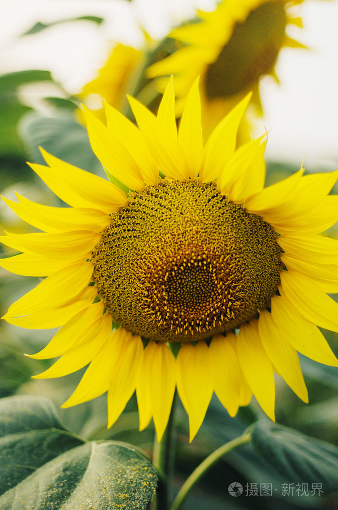 *4288px发票合同问题/春天绿色美丽阳光植物查看作者其他作品查看更多