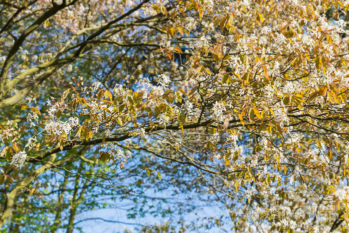 春天在蓝天与白云的映树上绽放