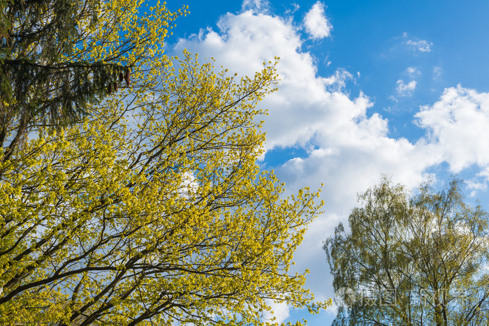 春天在蓝天与白云的映树上绽放