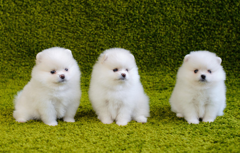 最漂亮的小狗图片