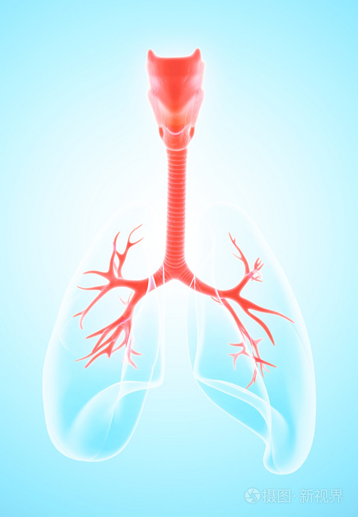 喉气管支气管三维图照片-正版商用图片1p0roy-摄图新视界