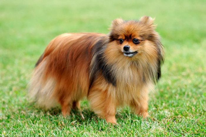 棕色的博美犬狗