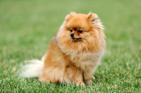 棕色的博美犬狗图片