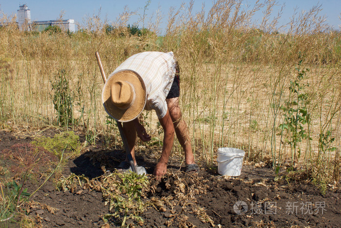 老人挖马铃薯