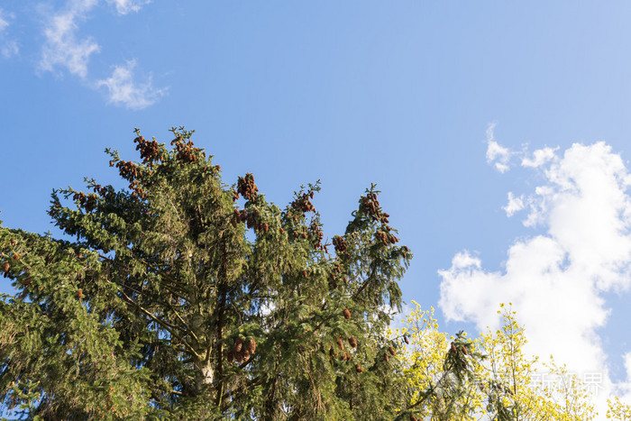 春天在蓝天与白云的映树上绽放