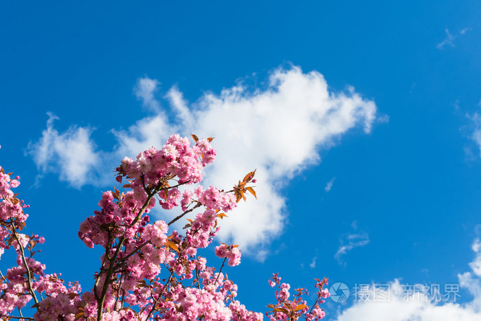 对蓝天日本樱花树在4月绽放