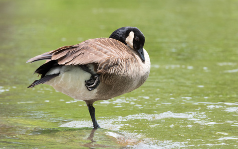 性质渥太华加拿大鹅姿势上一只脚虽然在渥太华河上的大石头上晒太阳