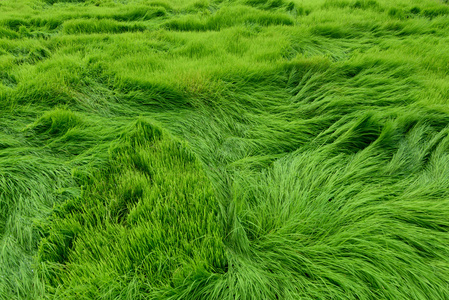 稻田为绿色背景的图片