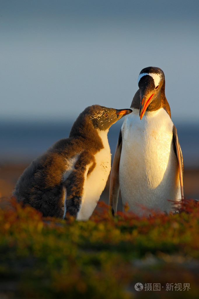 两只企鹅站在草
