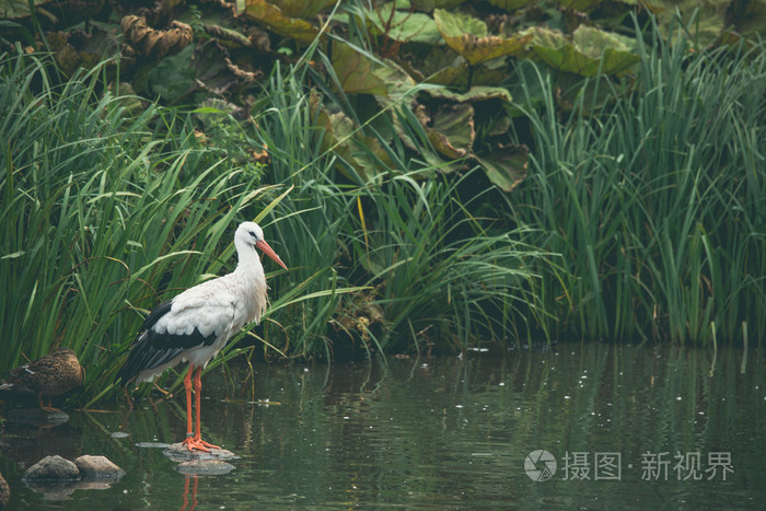 白鹳在一条河