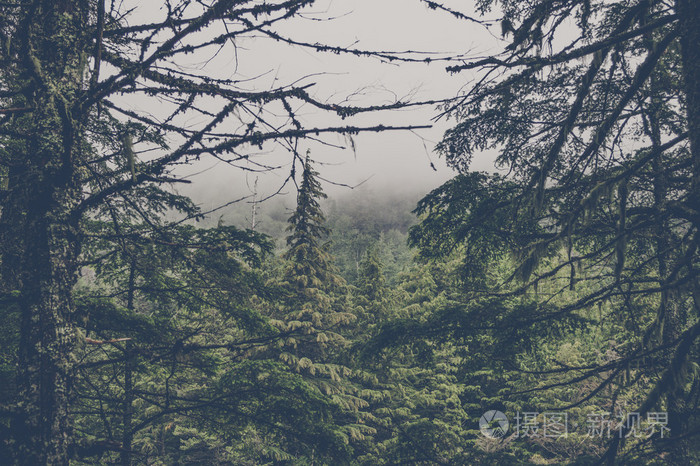 幽灵森林与松树