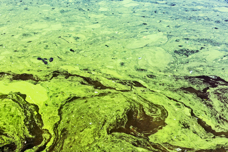 绿色水域陈旧水域受到工业污染的黄色和绿色的败类照片