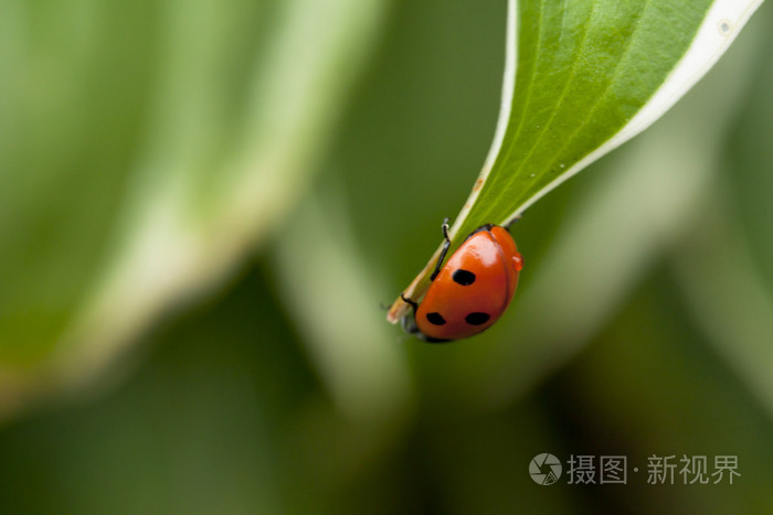 坐在一片绿色的叶子上的瓢虫