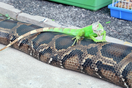 瓜蛇蛇上的绿色伊瓜纳摄影图