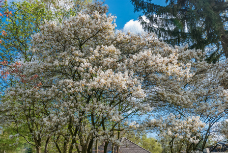 桤叶唐春天在蓝天与白云的映树上绽放照片