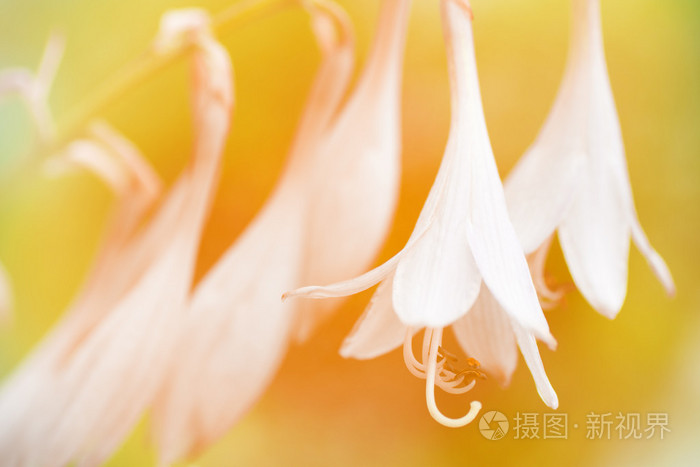 在黄色背景上的白花