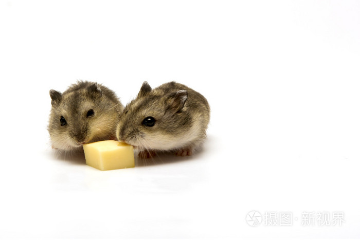 仓鼠吃chhese