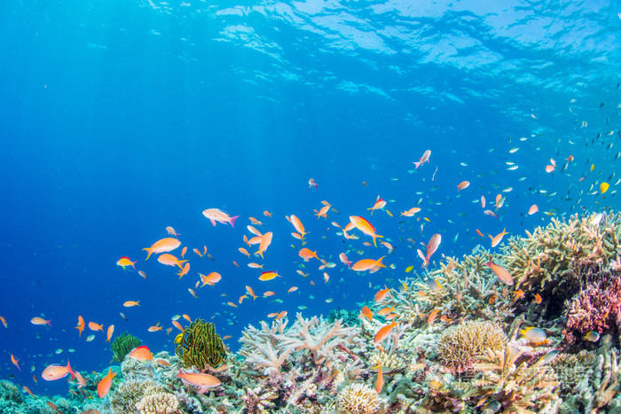 在珊瑚礁里游水的鱼儿