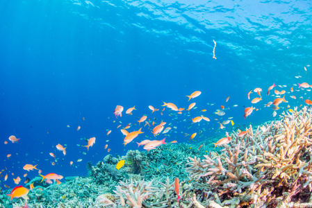在珊瑚礁里游水的鱼儿照片