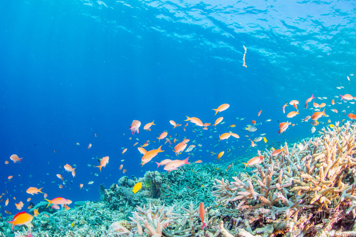 在珊瑚礁里游水的鱼儿