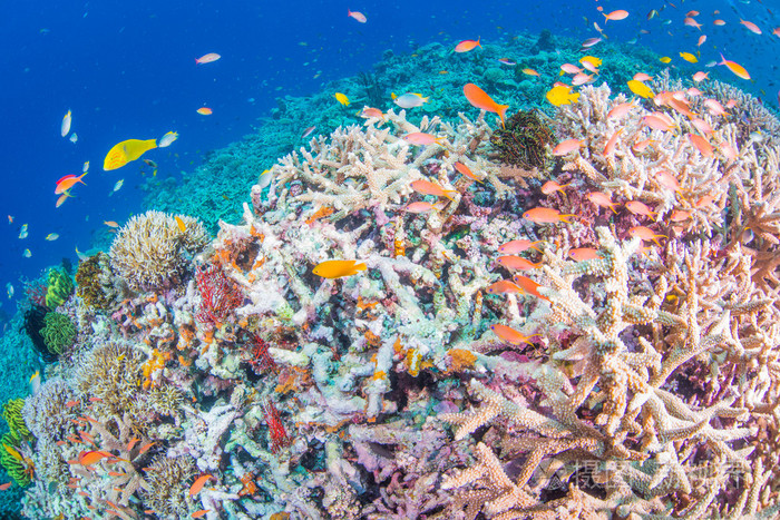 在珊瑚礁里游水的鱼儿