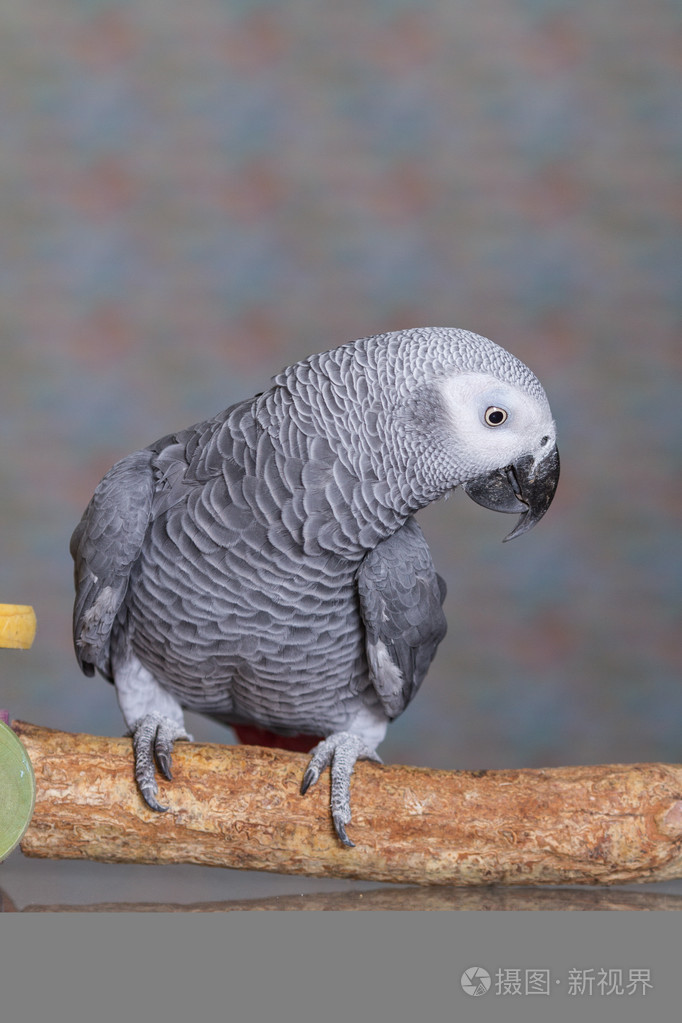 非洲灰鹦鹉低头看着地板