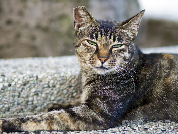 狸花猫与瞌睡脸