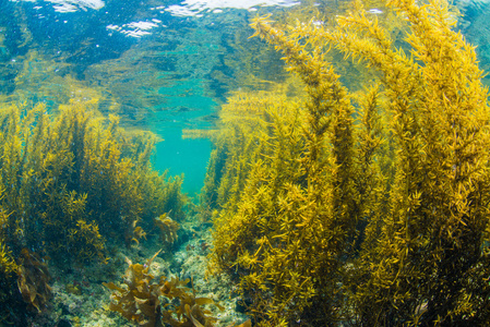 海藻森林图片